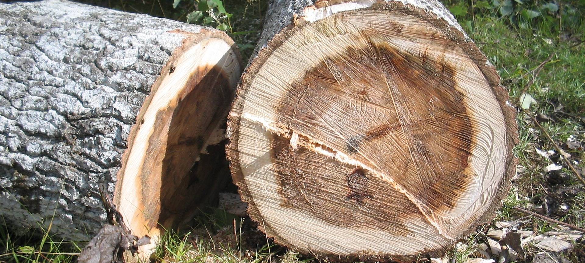 Biber sorgen für Sperrung