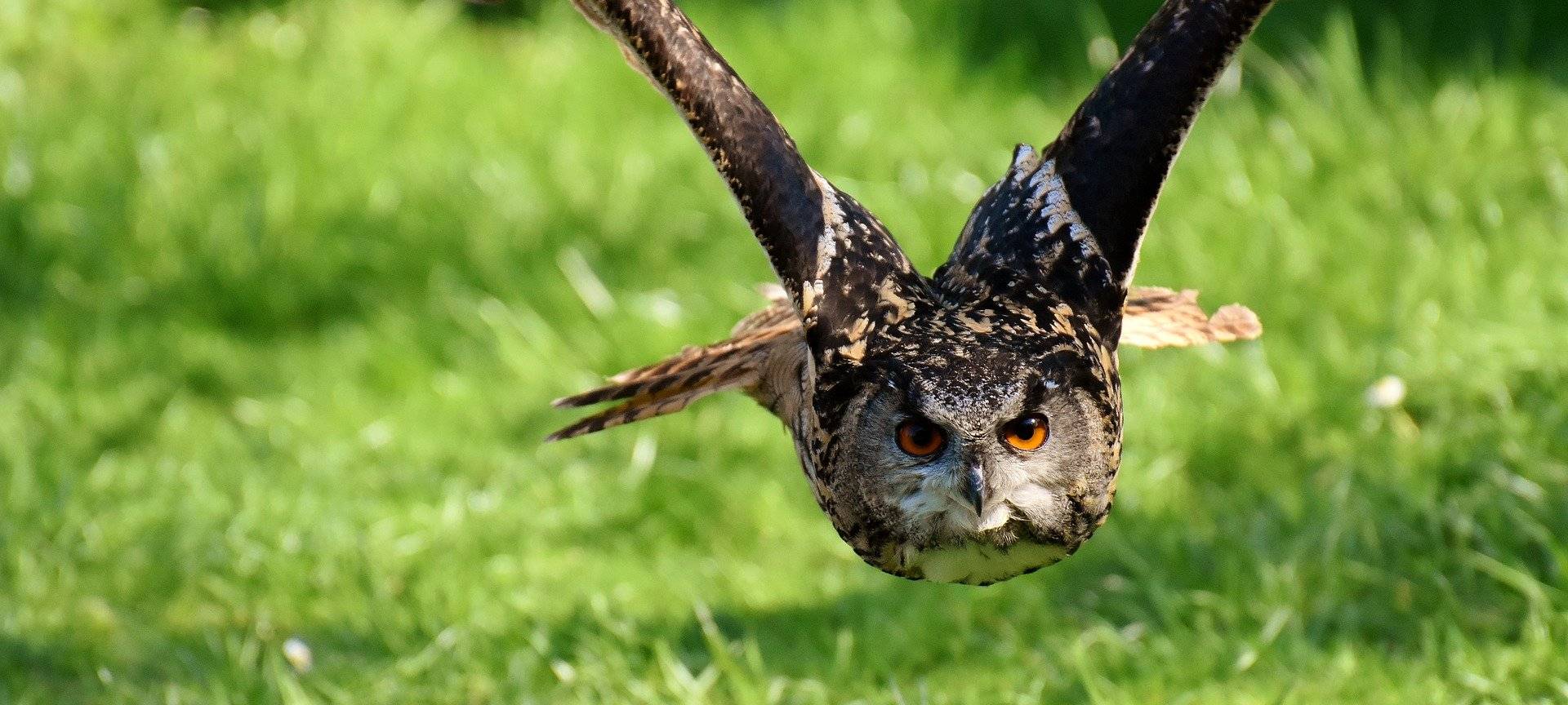 Wildtier-Hotline im Kreis Düren startet wieder