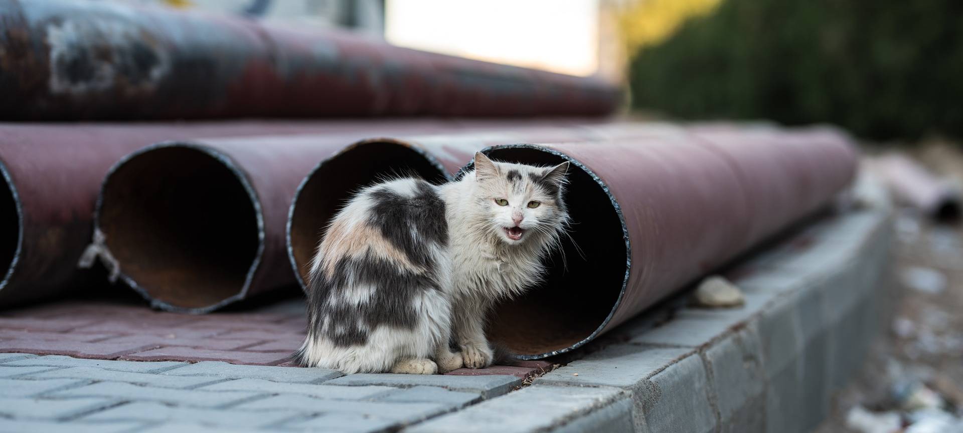 Katzenkastrationskampagne startet