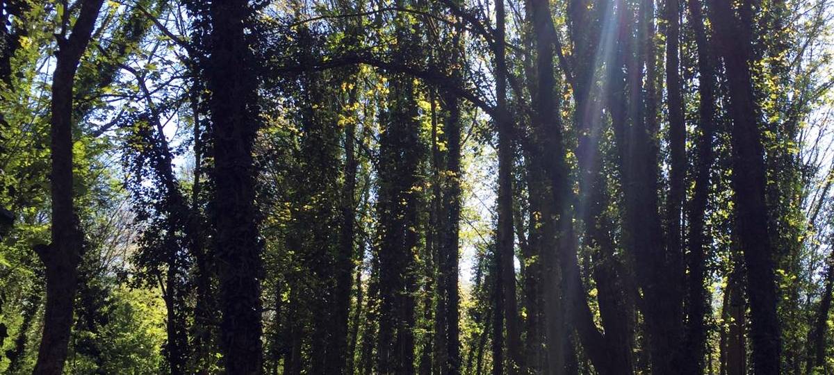 Baumfällungen im Ginnicker Wald fast abgeschlossen