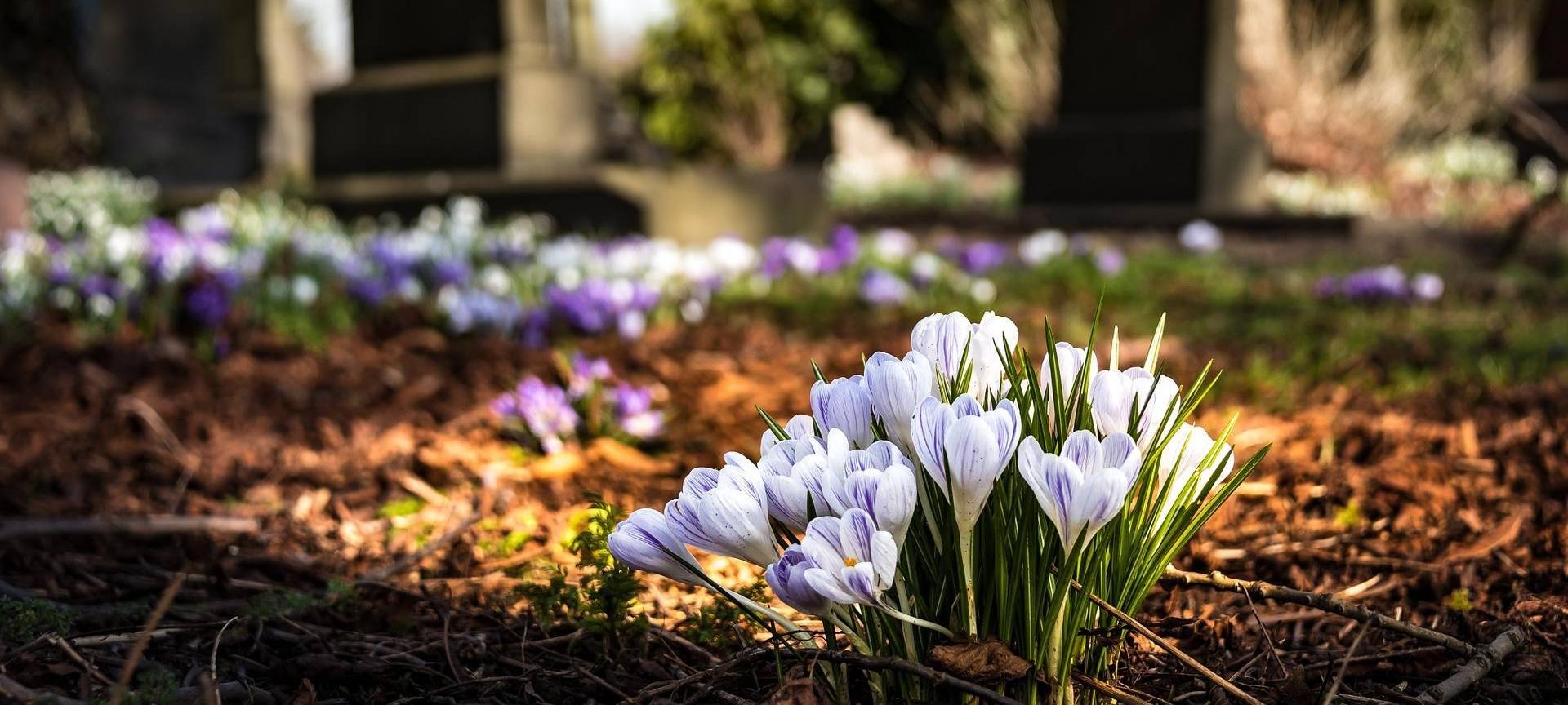 Düren: Knapp 100 Gräber auf Friedhof in Birkesdorf verwüstet