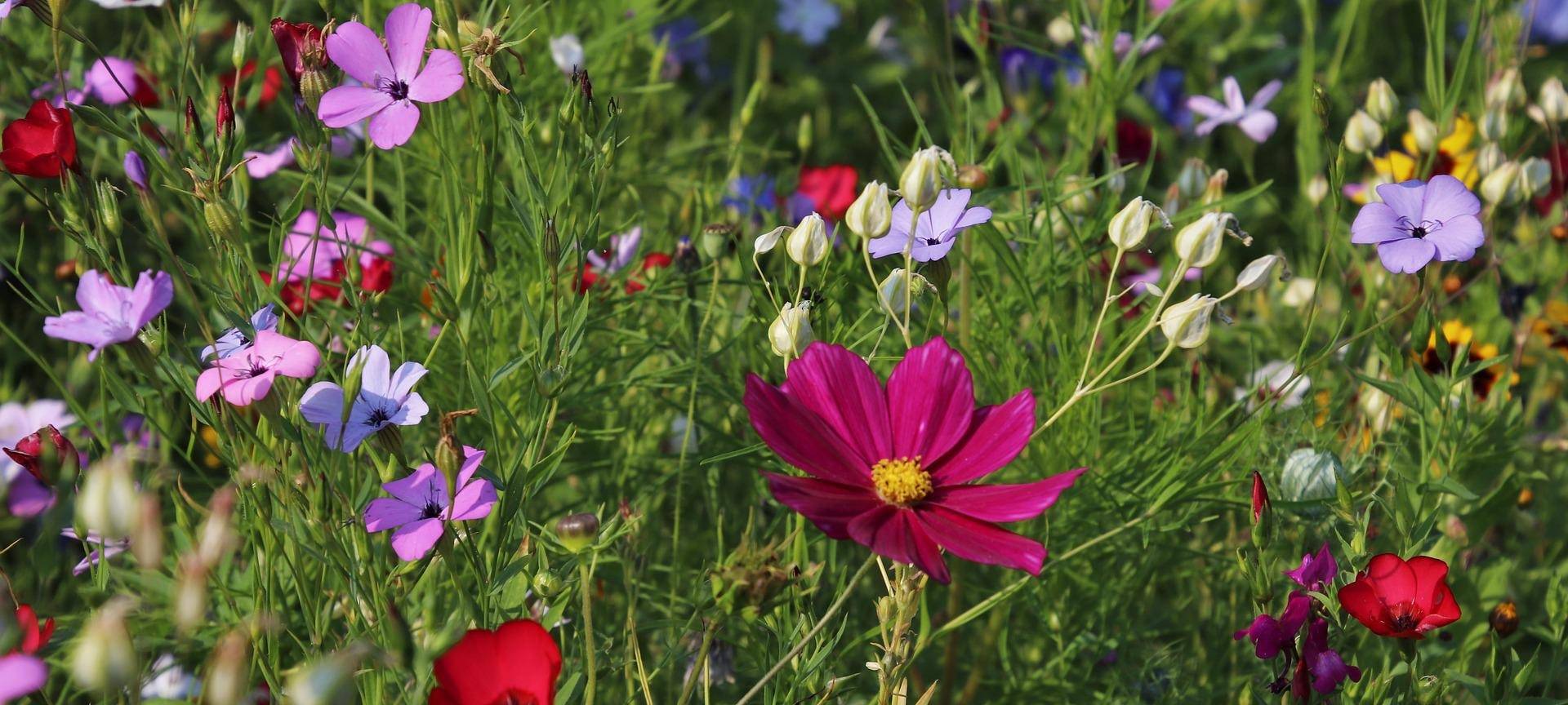 Jülich zeigt "Mustergärten" im Brückenkopfpark