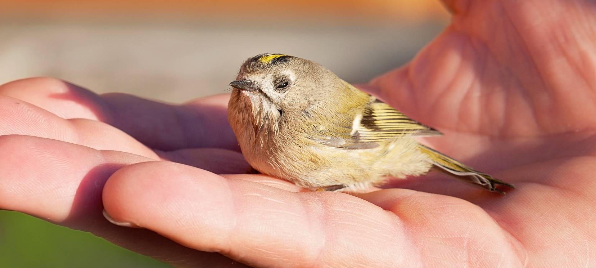 Wildtierhotline wieder offen