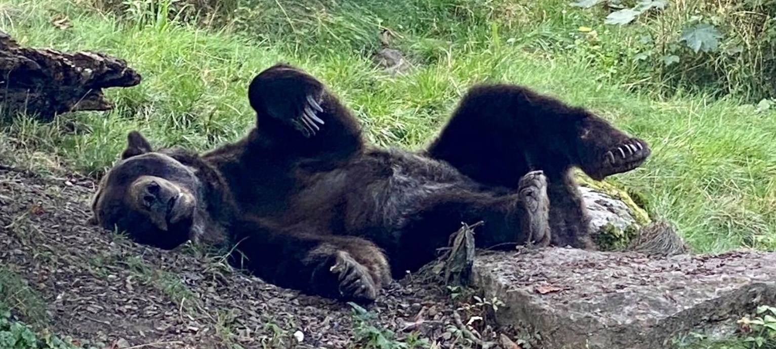Keine Zirkusse mit Wildtieren mehr in Düren