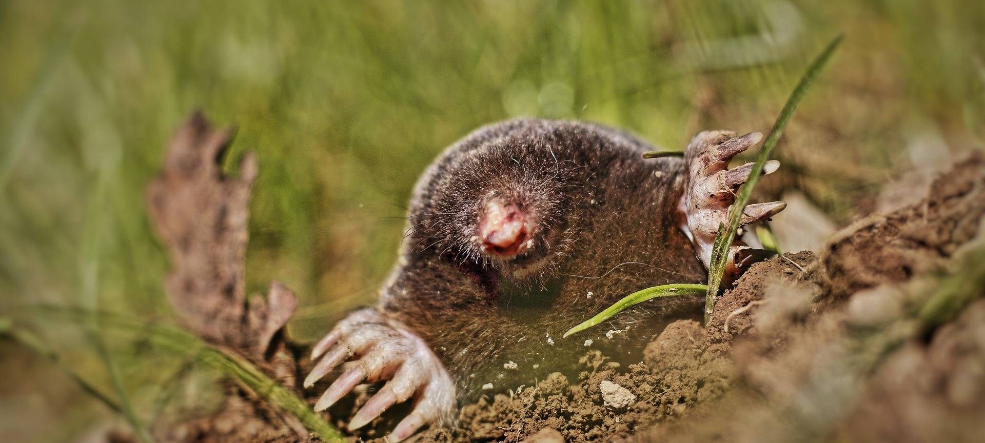 Wildtiere vor Hitze schützen