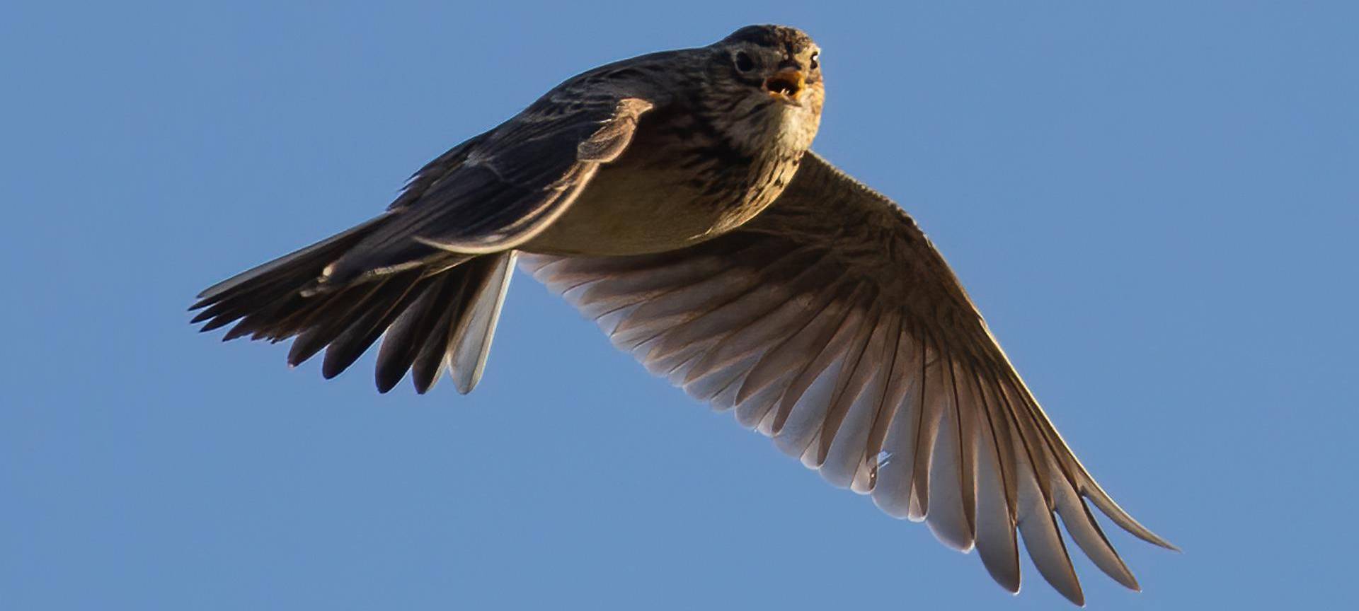Vogelart macht Probleme