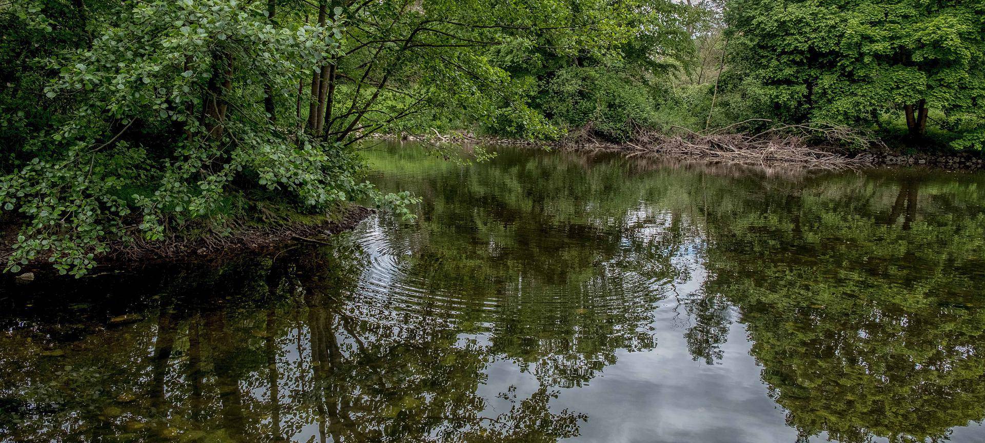Lachszählung in der Rur