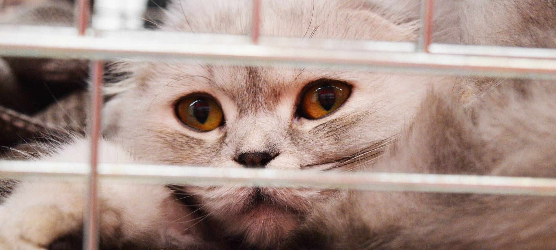 Tierheim-Spenden beim Einkauf