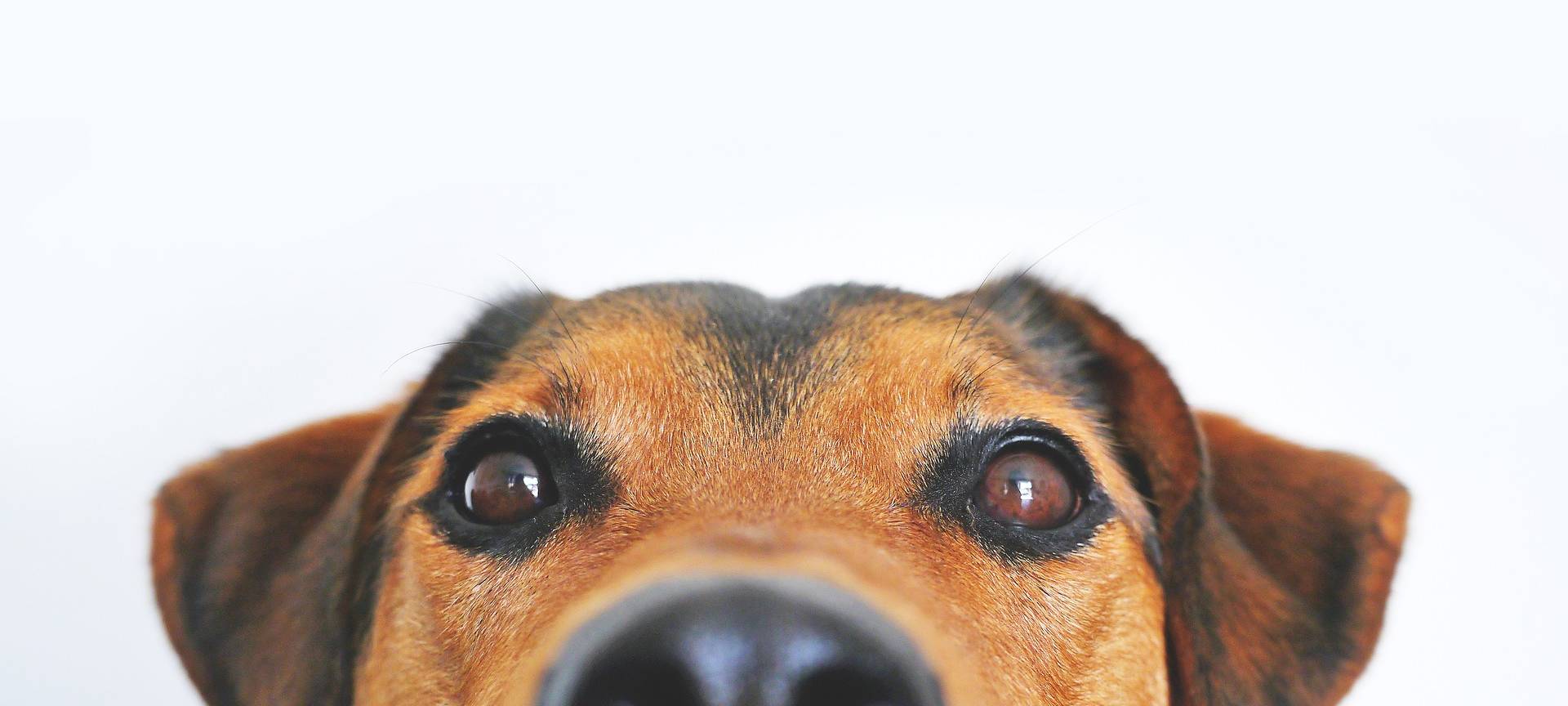 Besitzer müssen ihre Tiere anmelden