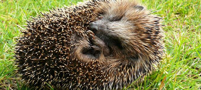 Igelalarm im Frühling