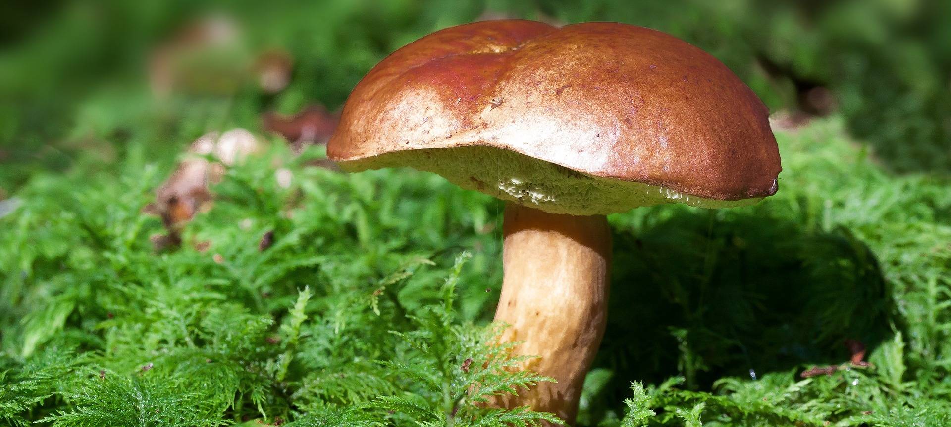 Auf was beim Pilze-Sammeln geachtet werden sollte