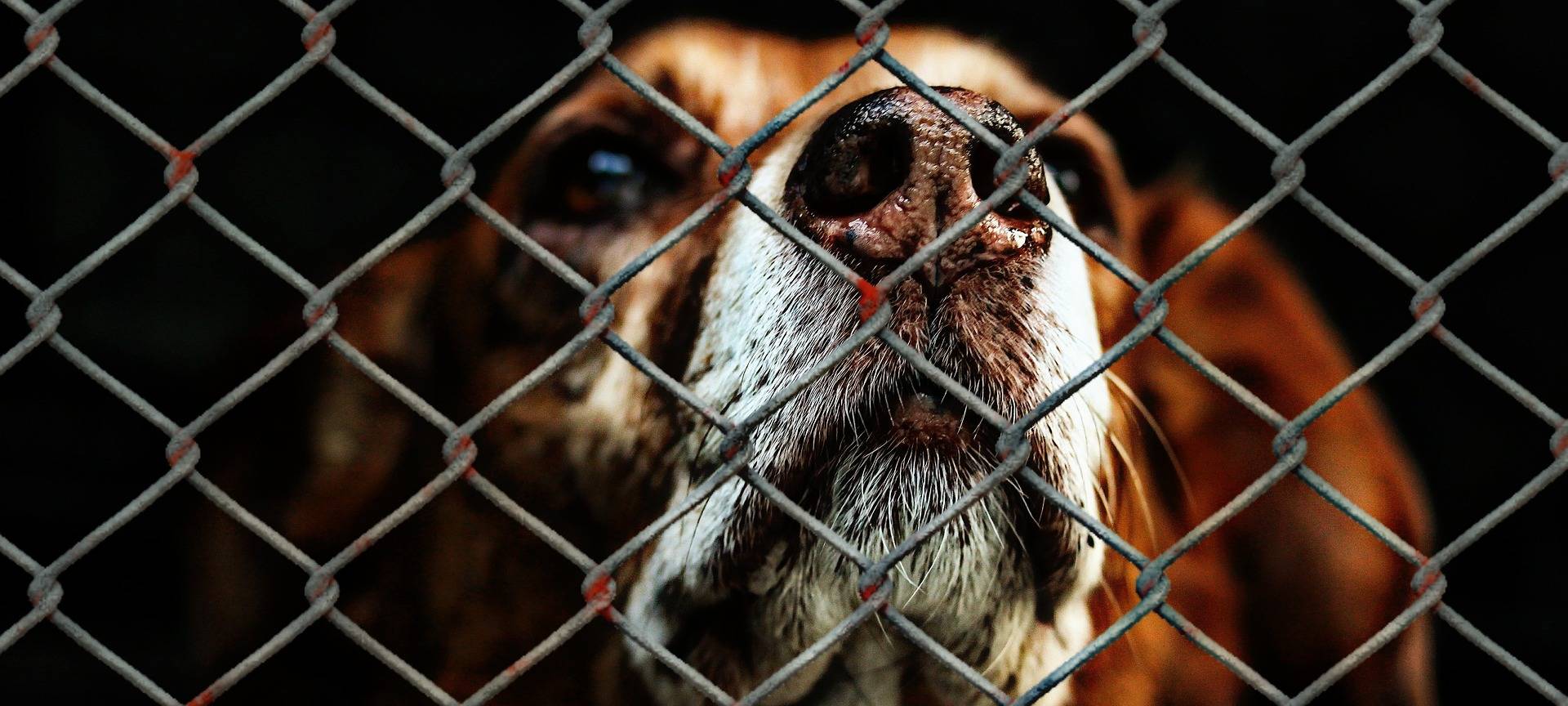 Hundesteuer setzt aus