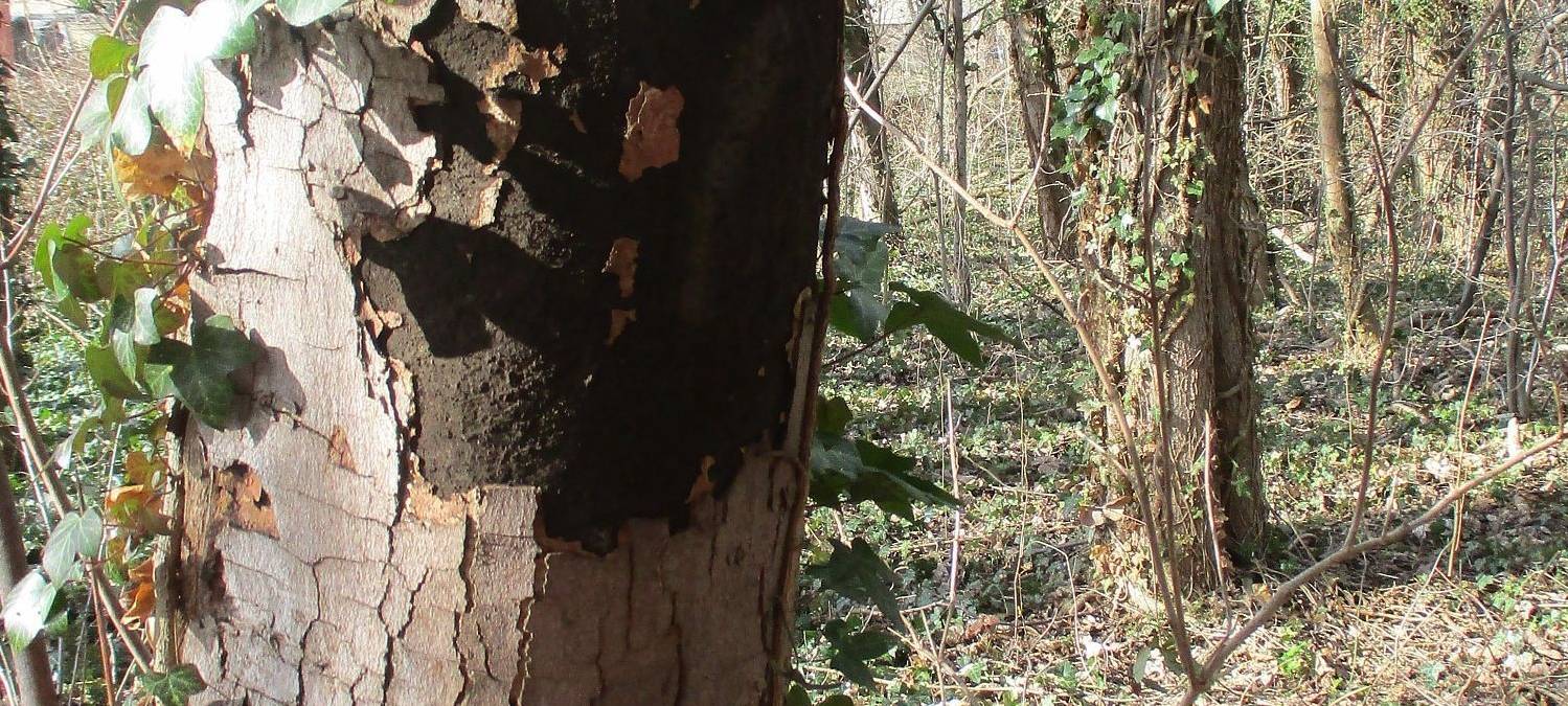 Barmen will Status halten