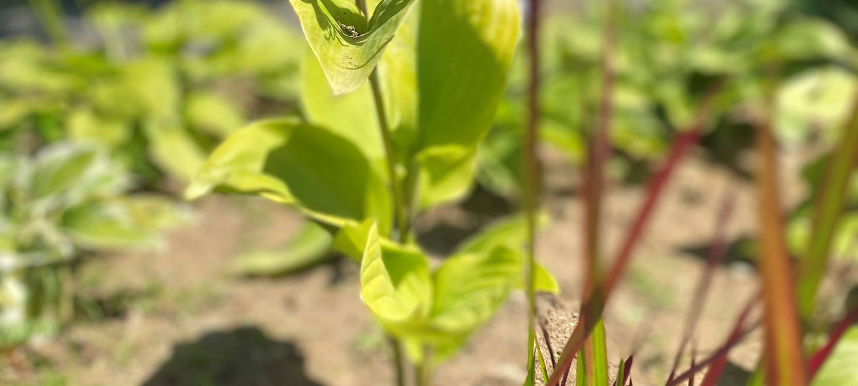 Ideen für Mustergarten gesucht