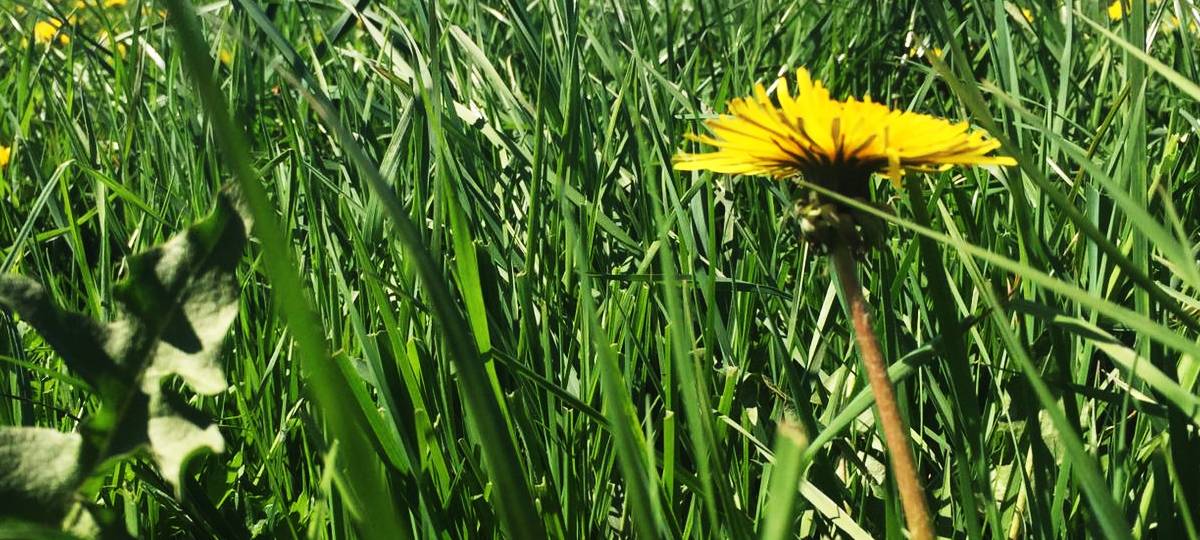 Merzenich zufrieden mit Wiesenprojekt