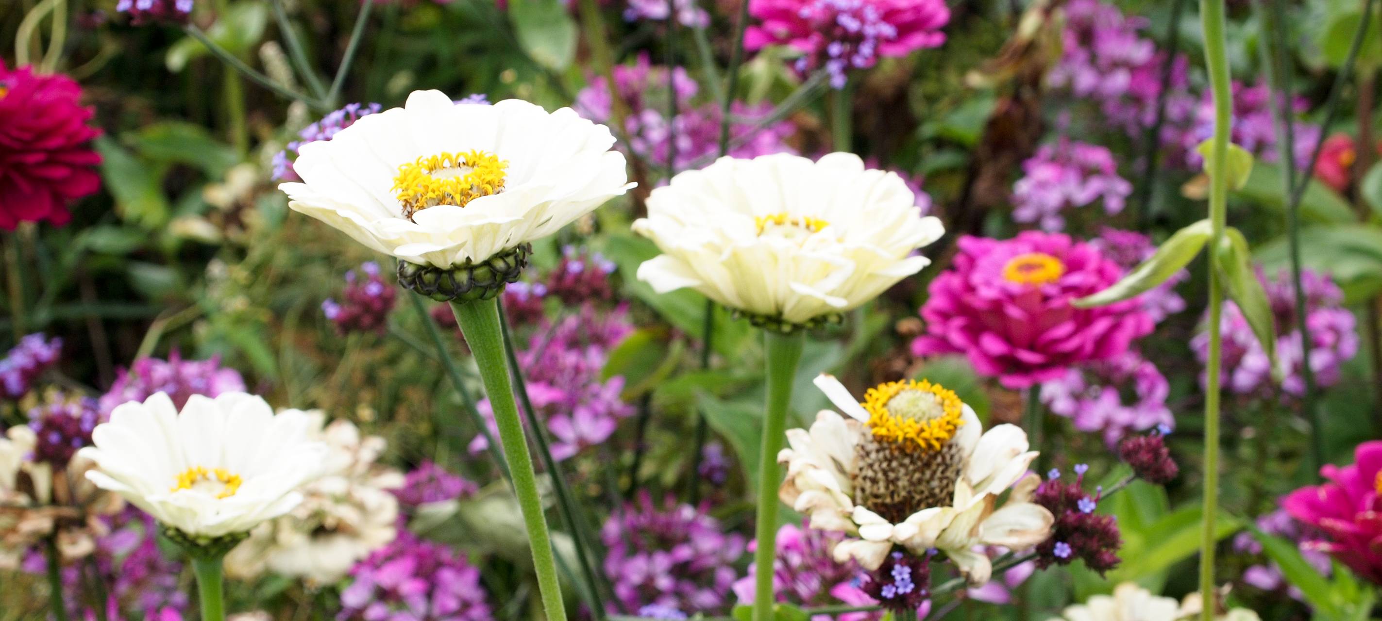 Mehr Geld für Floristen im Kreis Düren