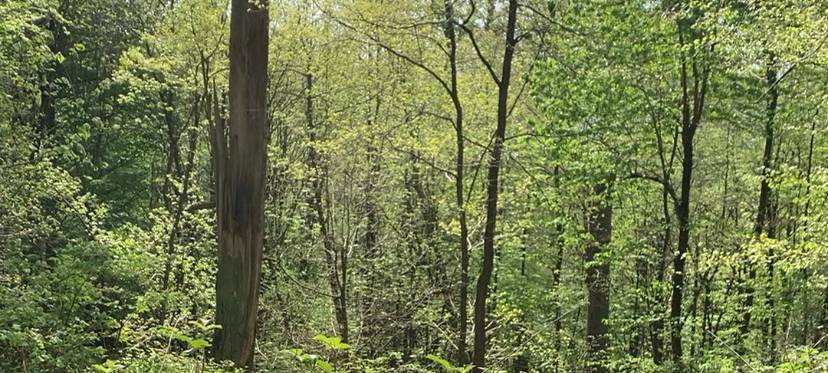 Zustand der Wälder im Kreis leicht verbessert