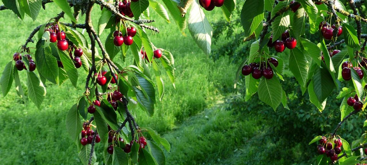 Neue Obstwiese in Düren-Merken