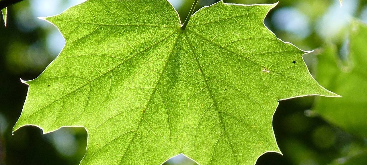 Stadt Düren informiert über Baumfällungen