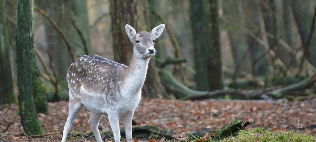 Rehe verursachen Auffahrunfall