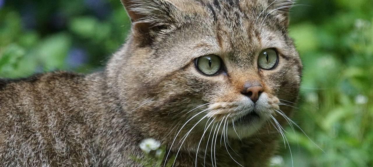 Mehr Schutz für Europäische Wildkatzen