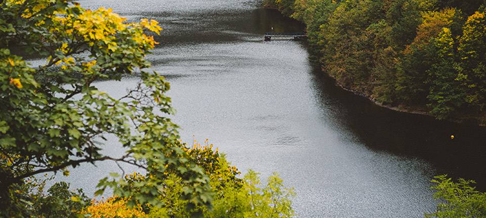 Blaualgen in der Rureifel