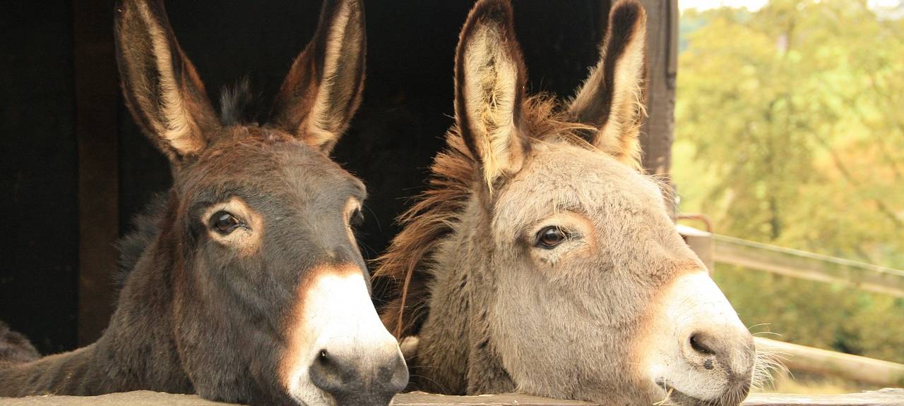 Nideggen: Einbruch in Tierpark