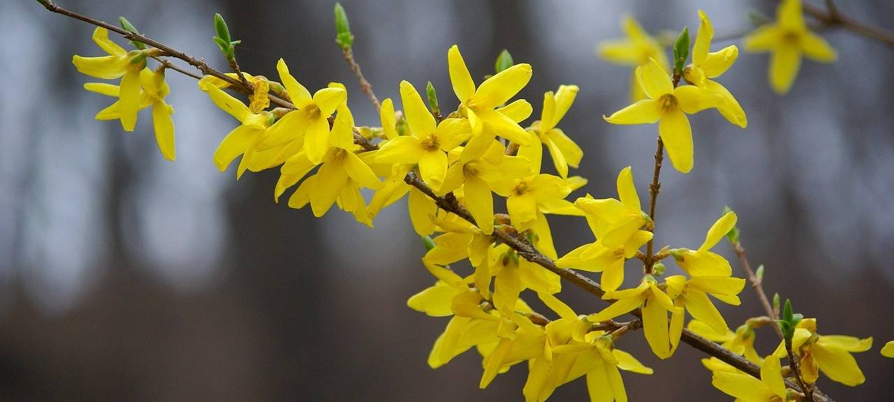 Der Frühling ist im Kreis Düren angekommen