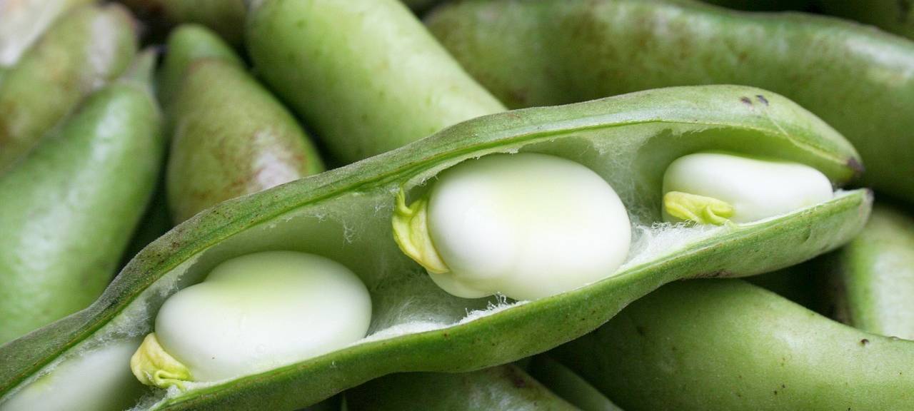 Mehr Hülsenfrüchte für den Kreis Düren