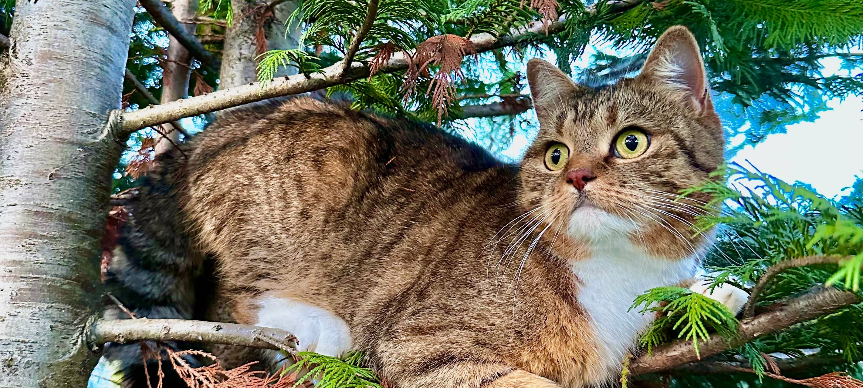 Kampagne für freilaufende Katzen gestartet