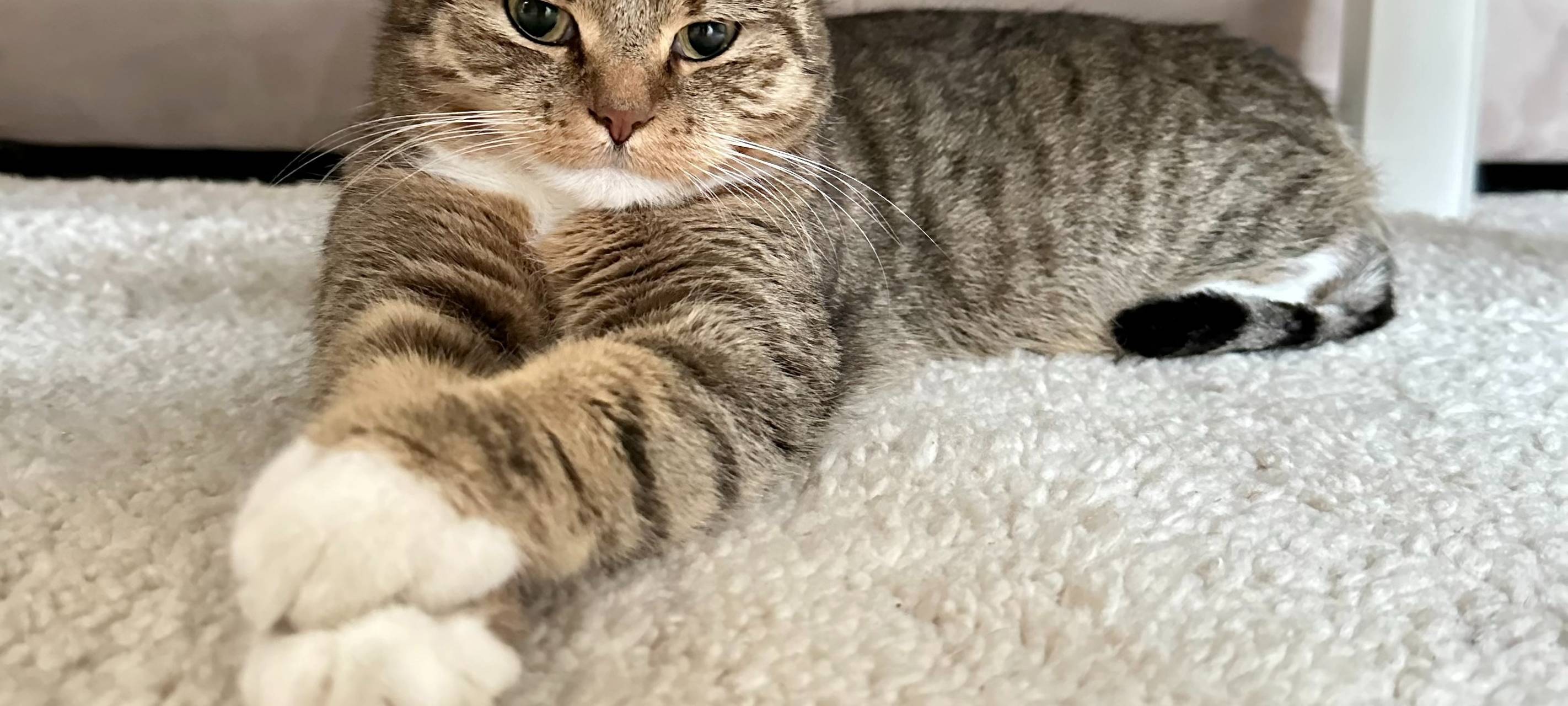 Kreis Düren: Katzen-Kastrationswochen starten