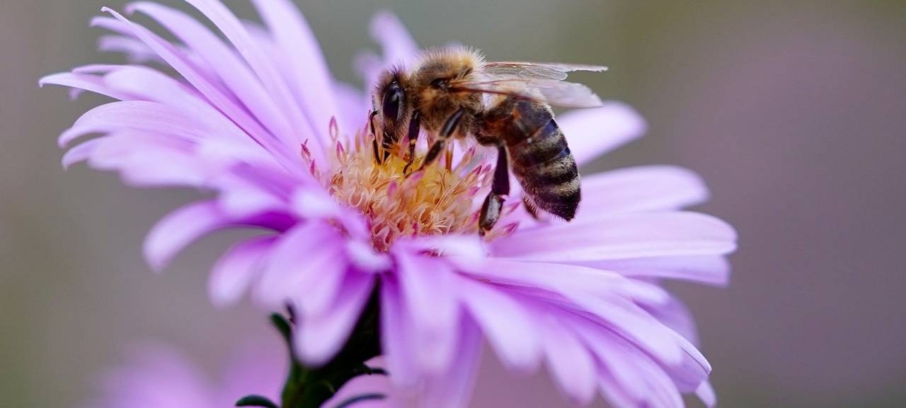 Insektenfreundliche Gärten gesucht