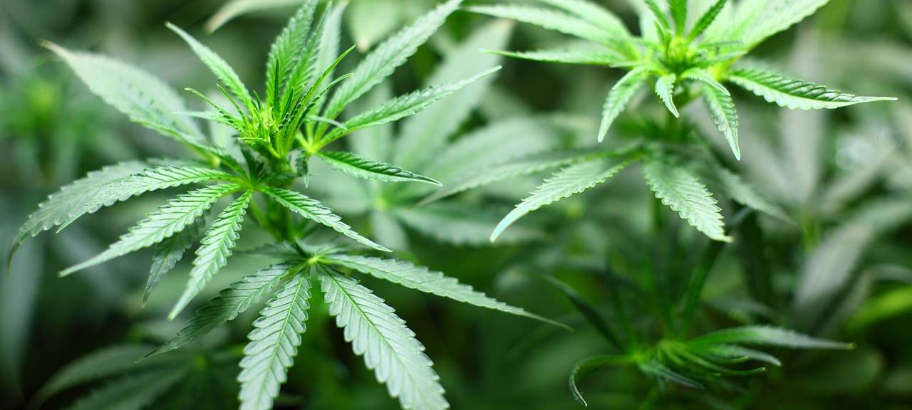 Dürener Social Cannabis Club fehlt Lizenz