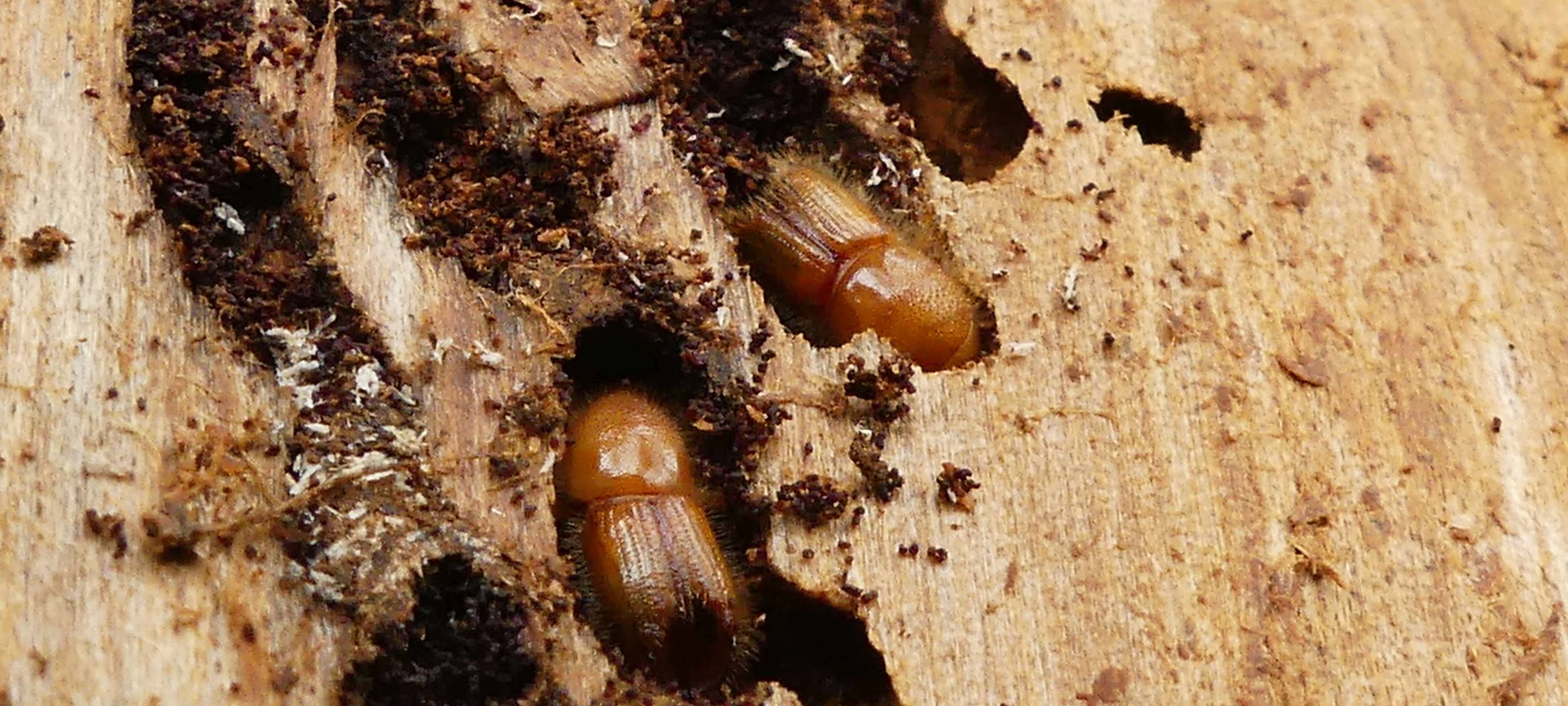 Käfer hinterlässt Spuren