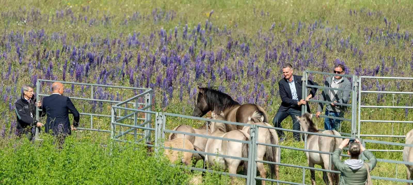 Wildpferde ausgesetzt