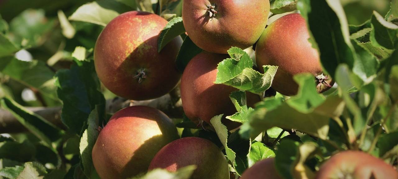 Obstbäume geschenkt in Kreuzau