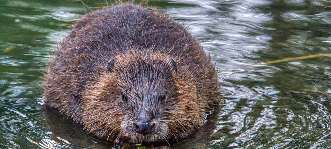 Neuer Film über Biber im Kreis Düren
