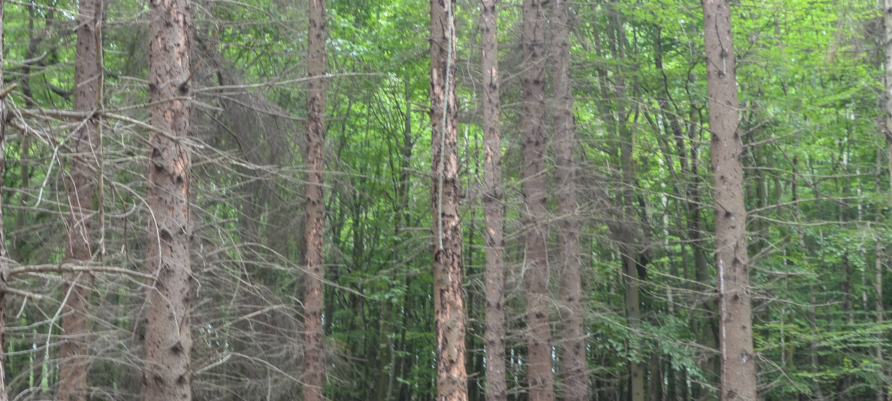 An diesem Baum haben sich Unbekannte auch zu schaffen gemacht