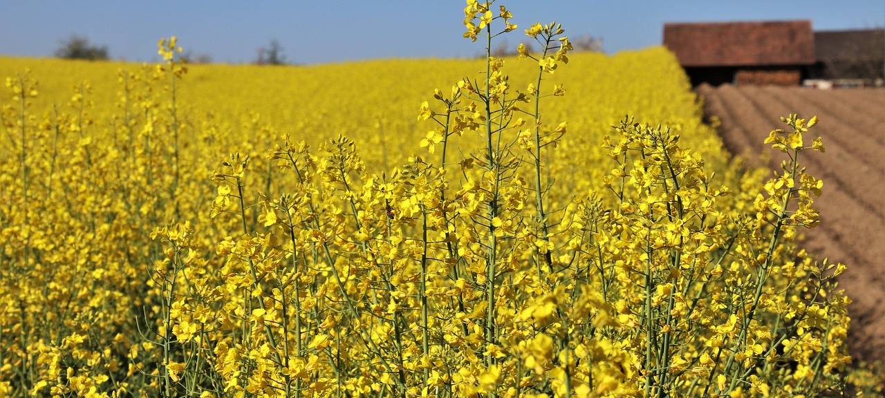 Landwirte im Kreis Düren sind mit der Rapsernte zufrieden