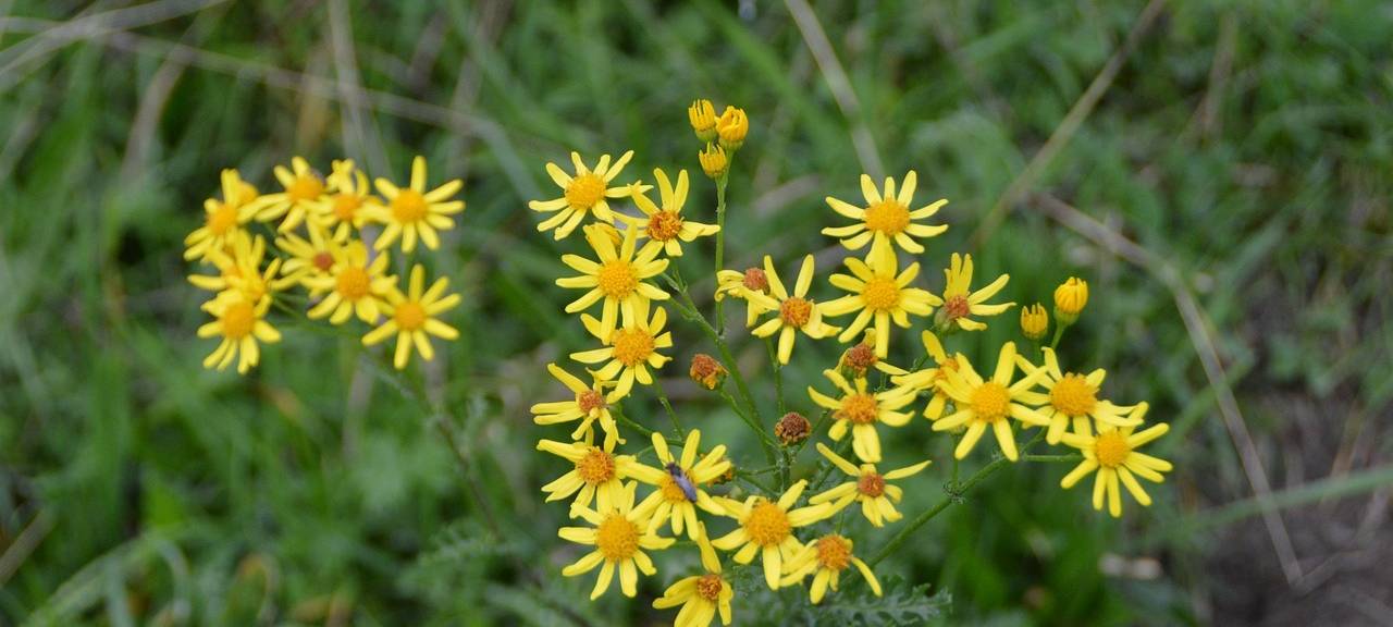 Warnung vor Jakobskreuzkaut