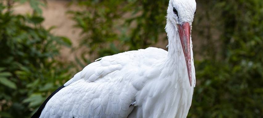 Störche immer häufiger bei uns
