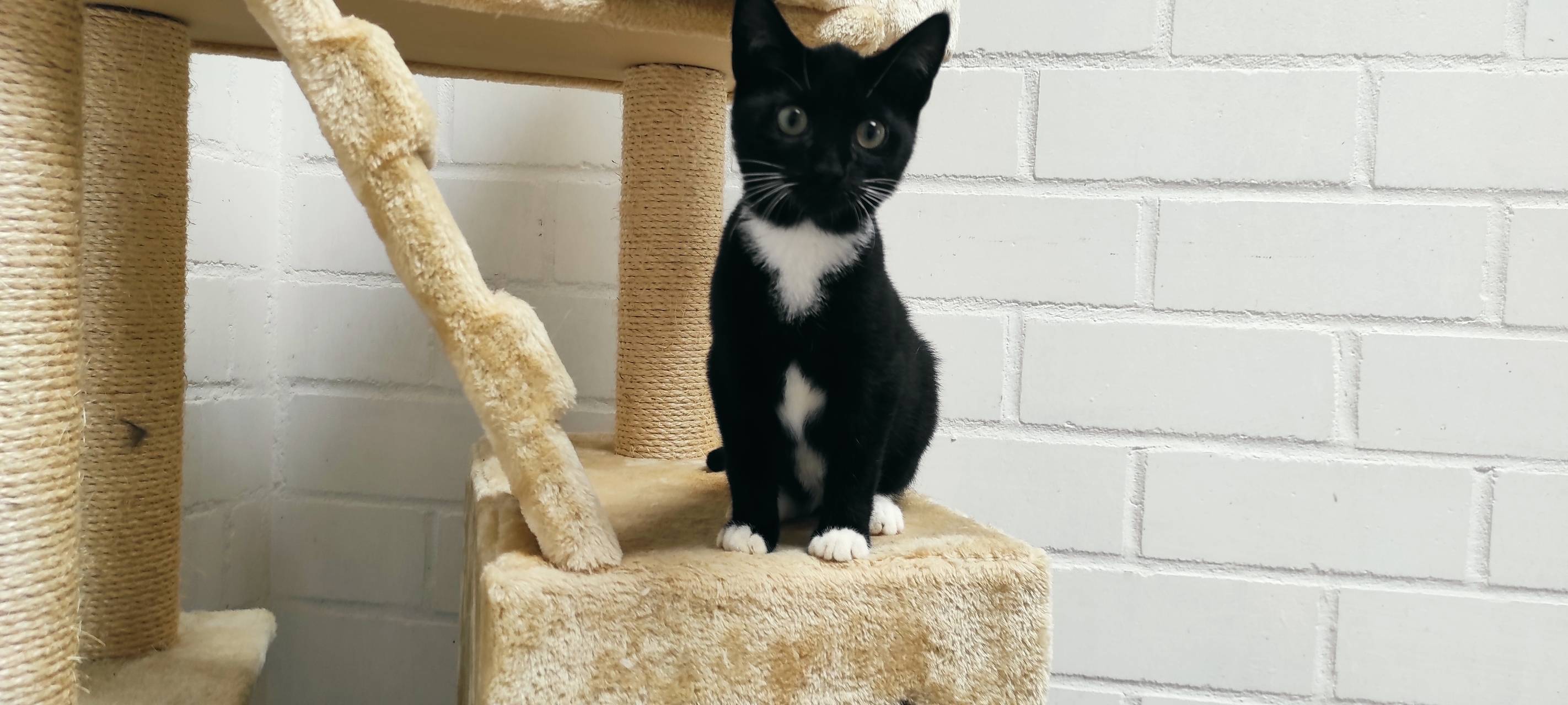 Wie man Tiere vor Hitze schützt