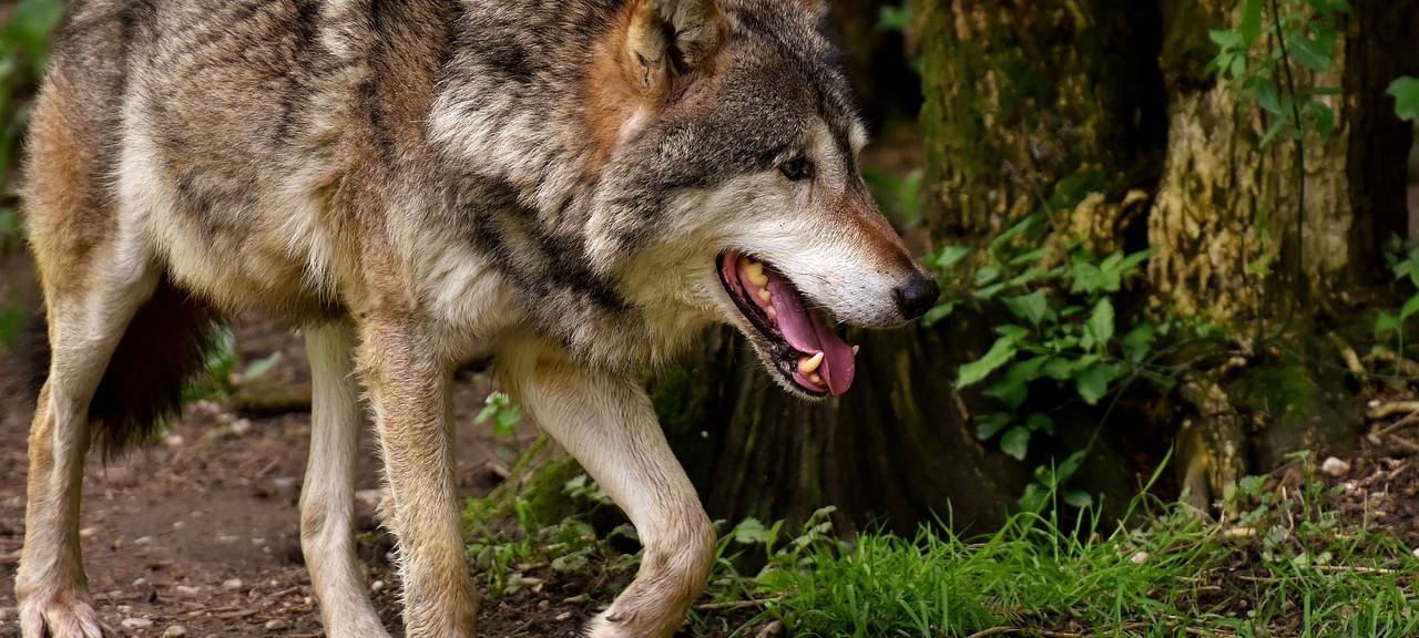 Kein bestätigter Wolf in Düren-Gürzenich