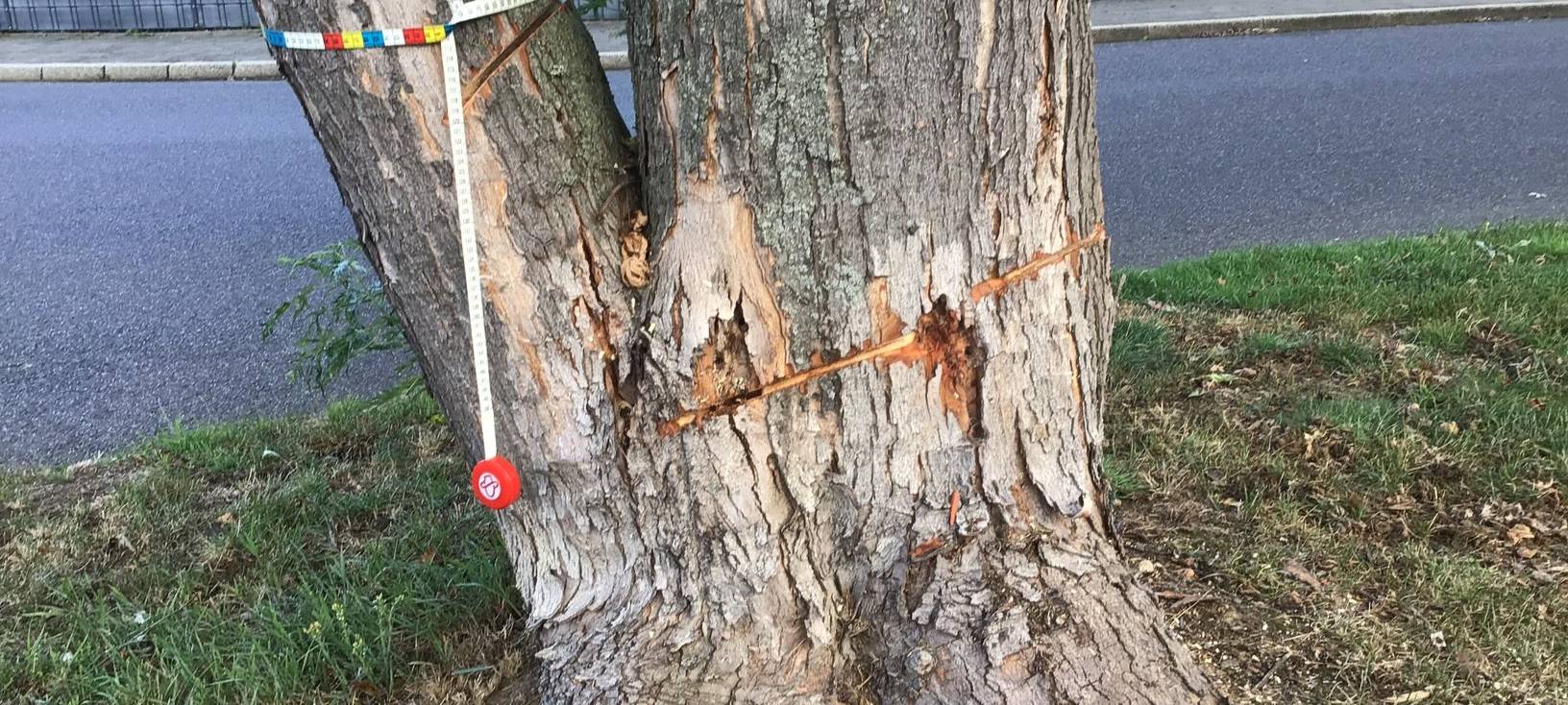 Jülich: Bäume angesägt