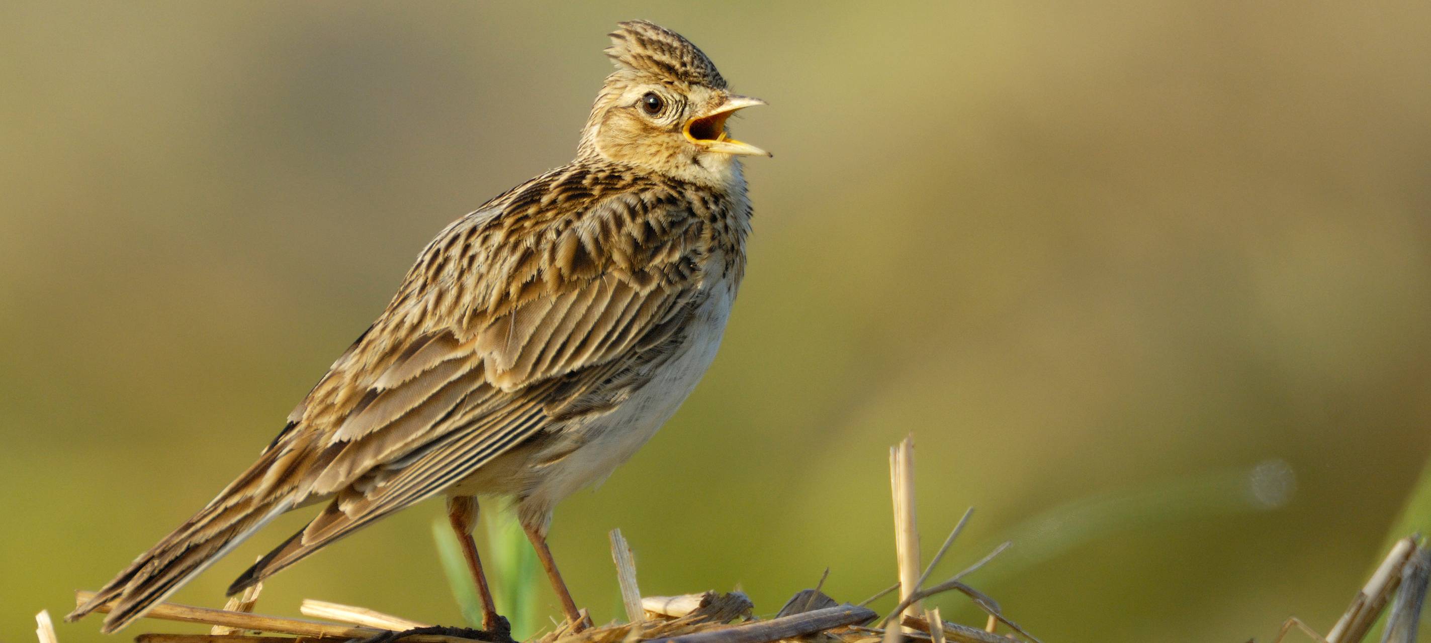 Gartenarbeiten bald nicht mehr erlaubt