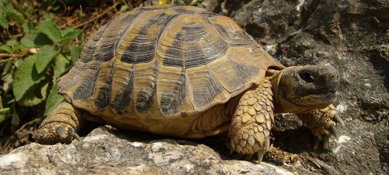 PETA setzt Belohnung aus