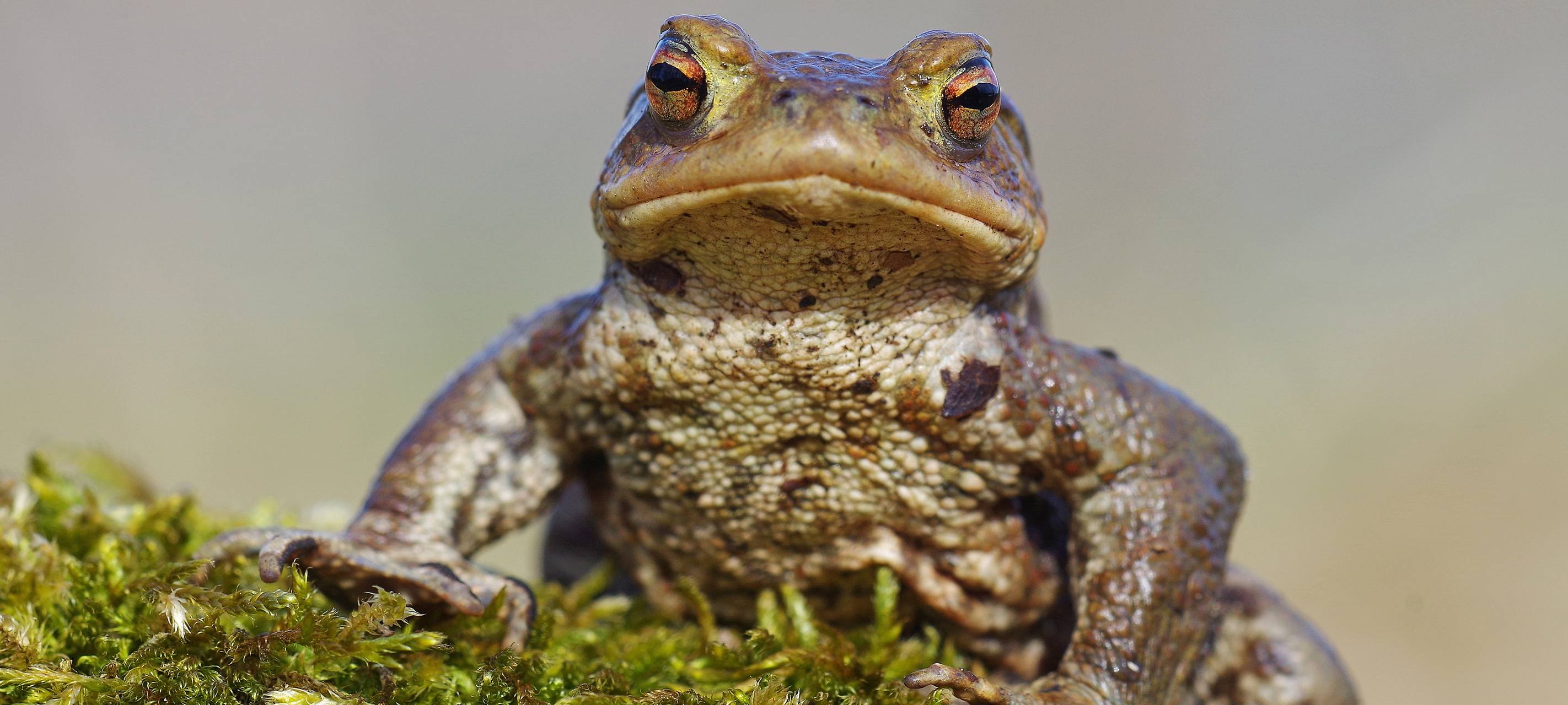 Schutzzäune für Amphibien im Kreis Düren