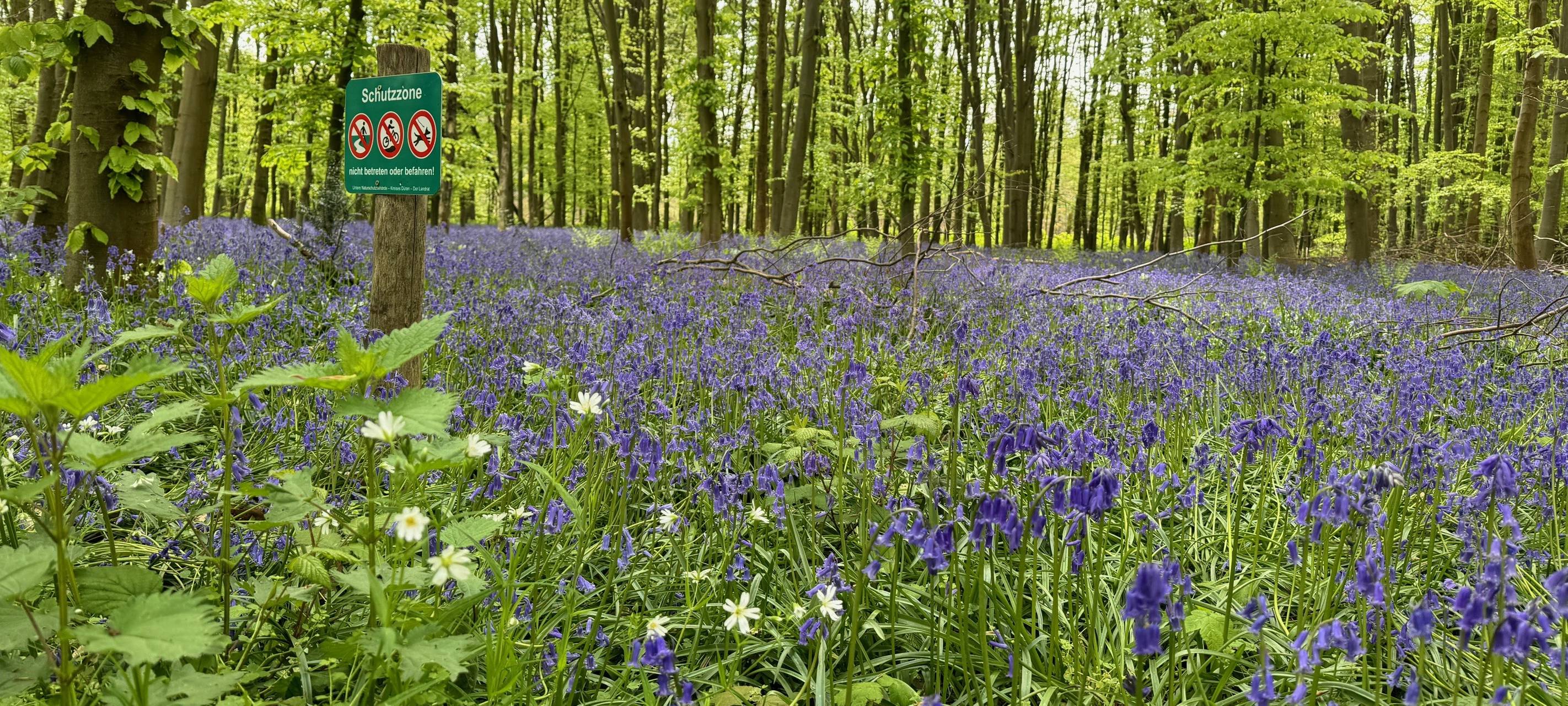 Hasenglöckchen im Kellenberger Wald sollen geschützt werden