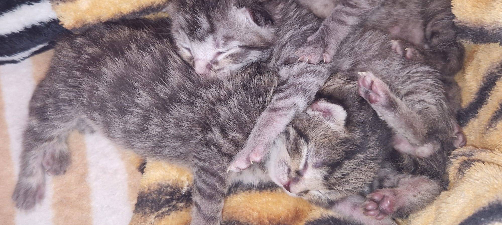 Katzenbabys in Müll gefunden