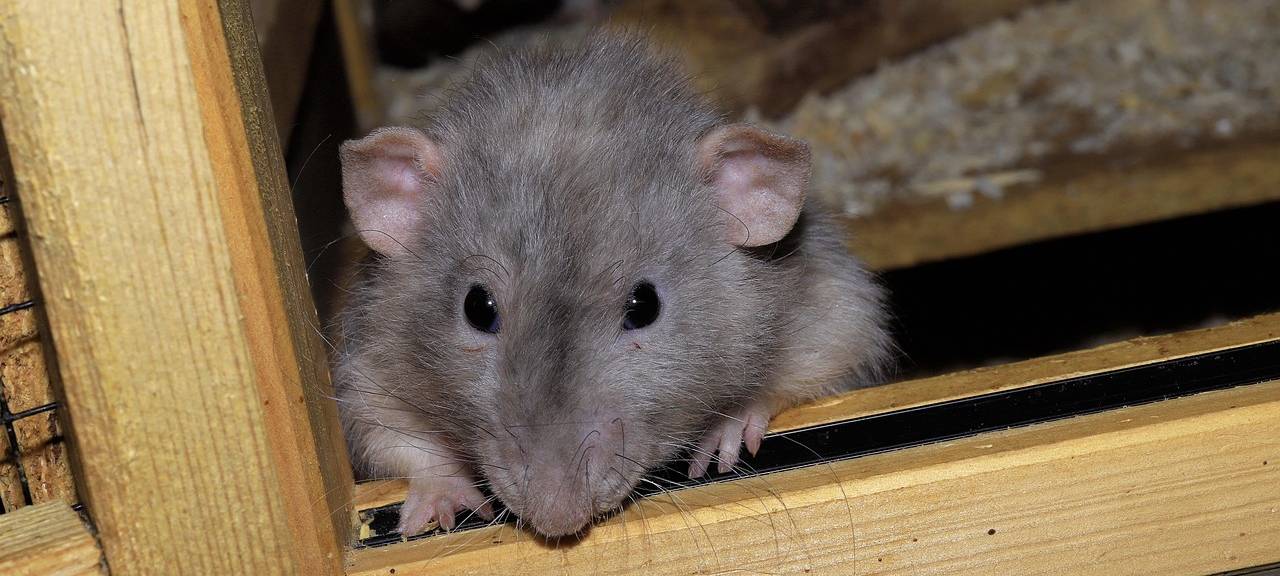 Langerwehe kämpft gegen Ratten